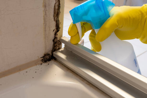 Best Bathroom Mold Remediation in Lake Lotawana, MO