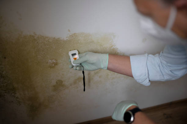 Professional Mold Remediation in Lake Lotawana, MO